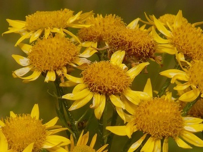 arnica flowers