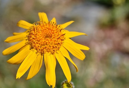 arnica-montana