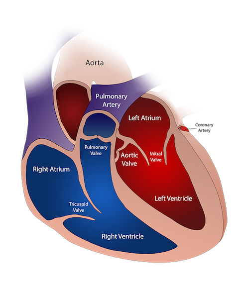 heart diagram