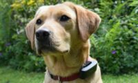 A close up of a dog in a field of grass