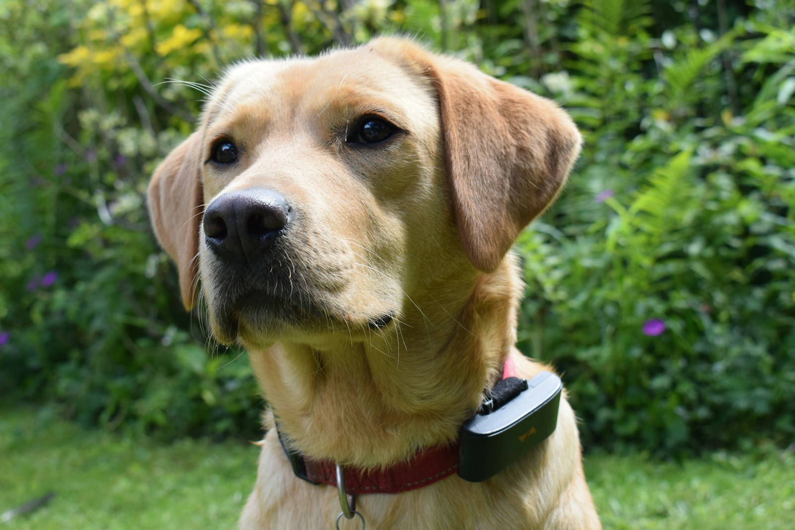A close up of a dog in a field of grass